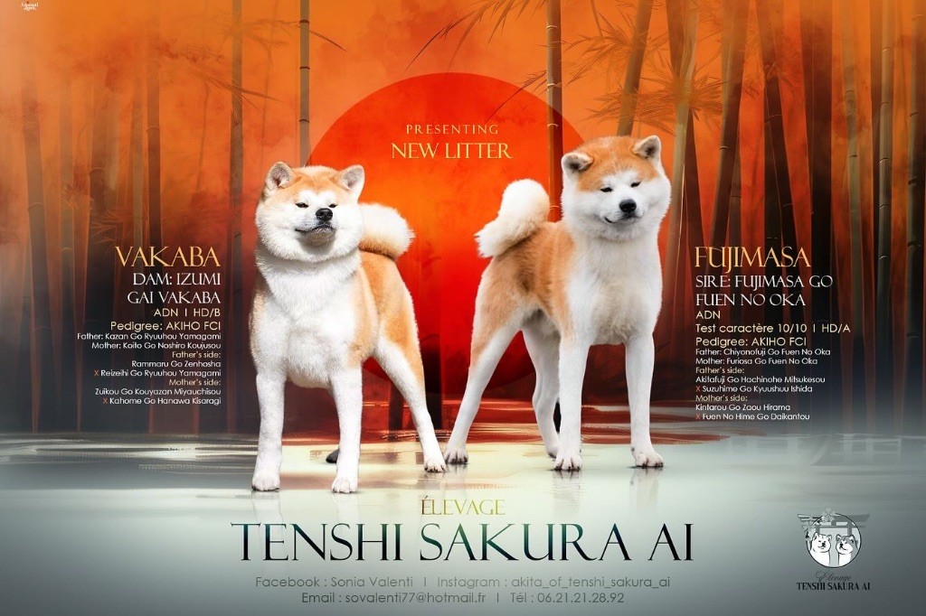 chiot Akita Tenshi Sakura Ai