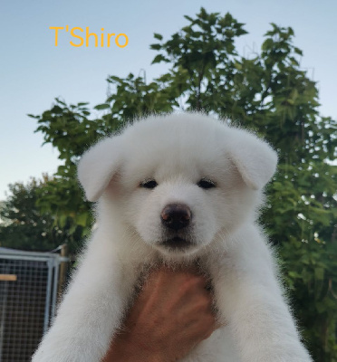 T'Shiro