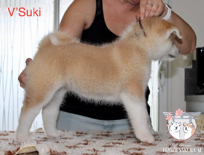 Suki go