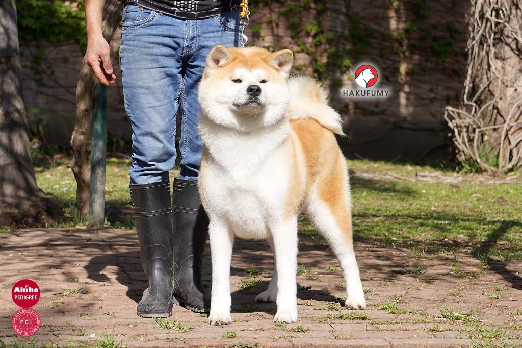 izumi gai Vakaba