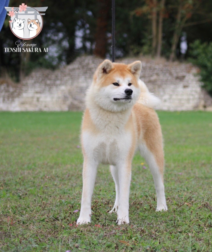 V'shizuka go Tenshi Sakura Ai