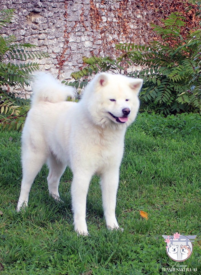 CH. Osaka go du Clos des Chtis