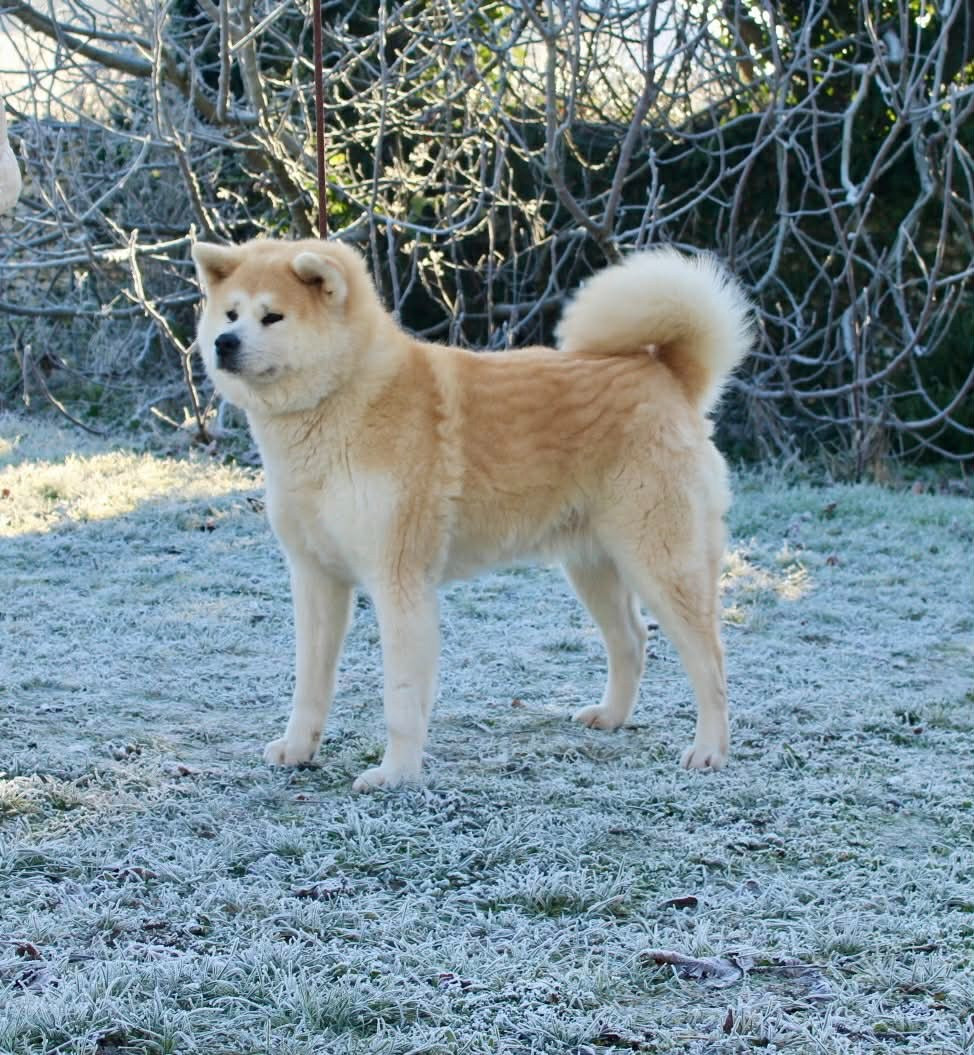 Tenshi Sakura Ai - À adopter Douce Akita Inu femelle stérilisée de 8 ans