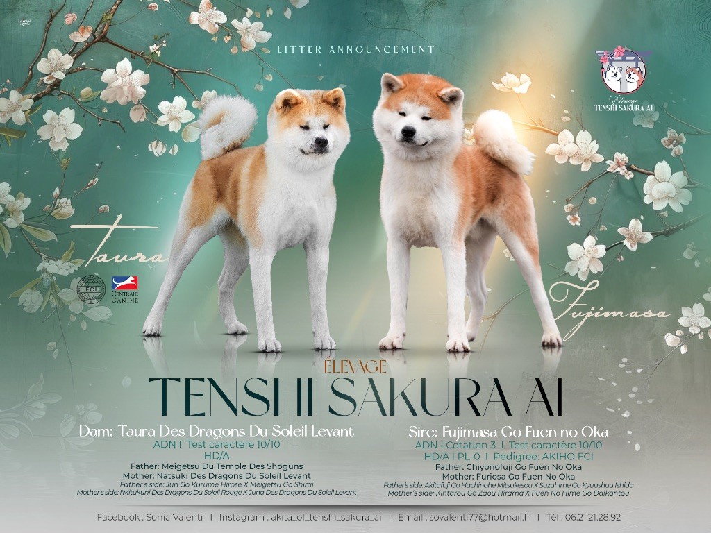 Tenshi Sakura Ai - Magnifique mariage prévu cet été 2025