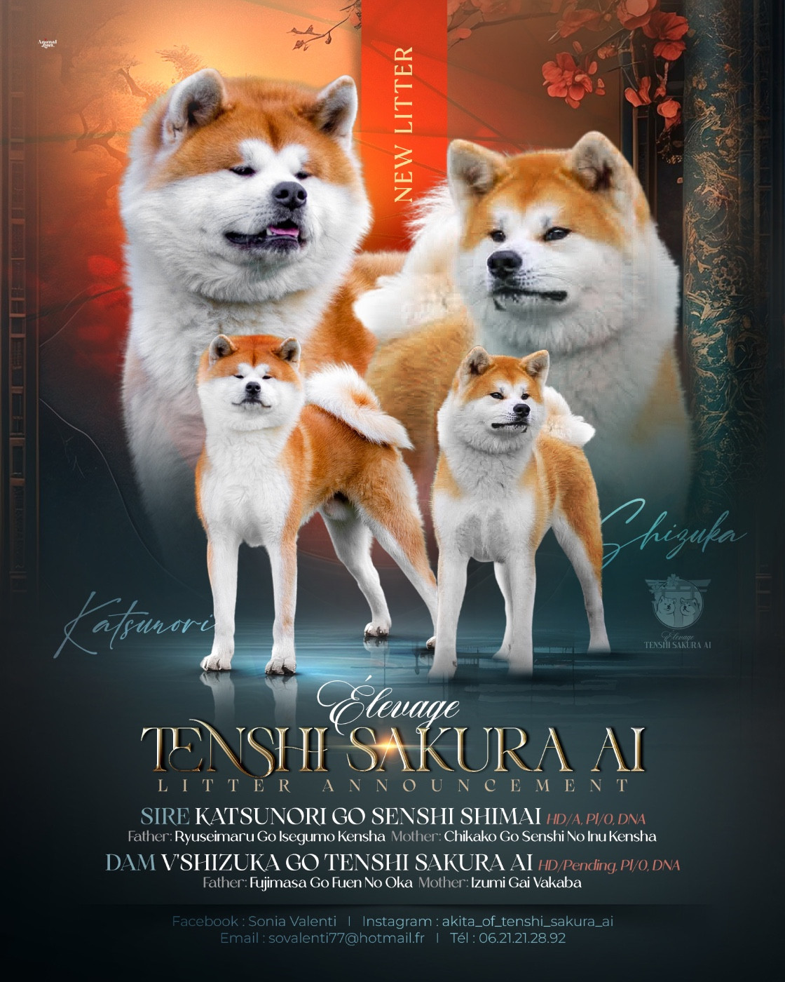 Chiot Akita Tenshi Sakura Ai
