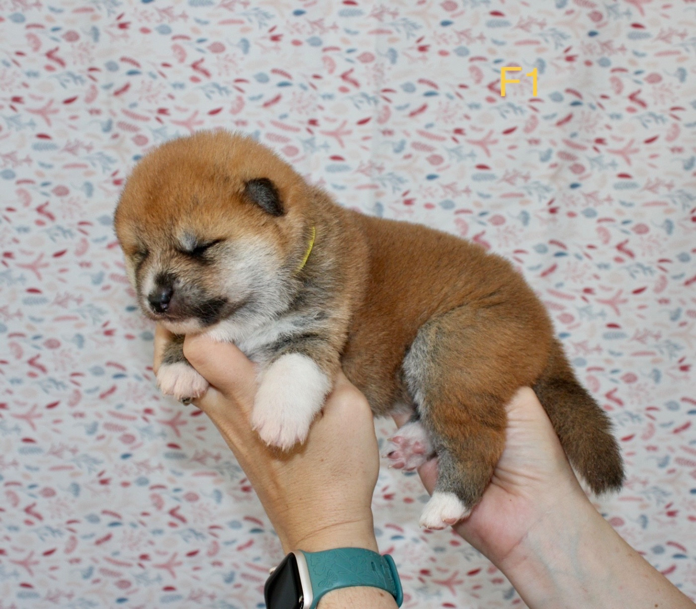 Tenshi Sakura Ai - Chiots disponibles - Akita