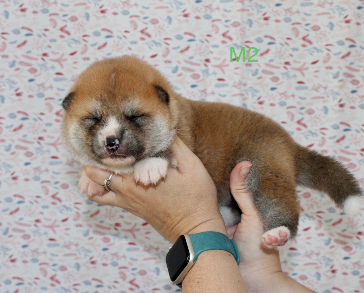 Tenshi Sakura Ai - Chiots disponibles - Akita