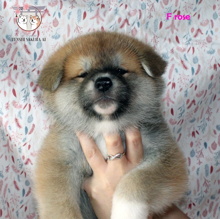 Tenshi Sakura Ai - Chiots disponibles - Akita