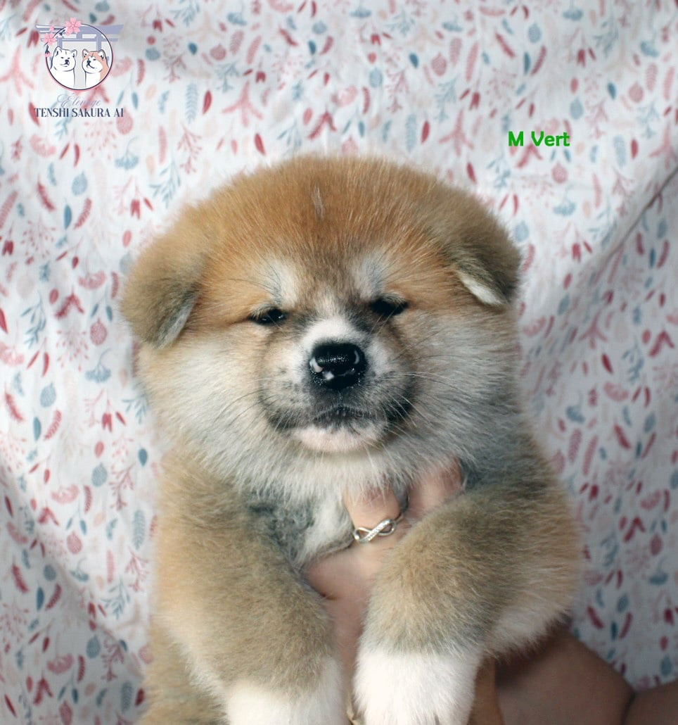 Tenshi Sakura Ai - Chiots disponibles - Akita