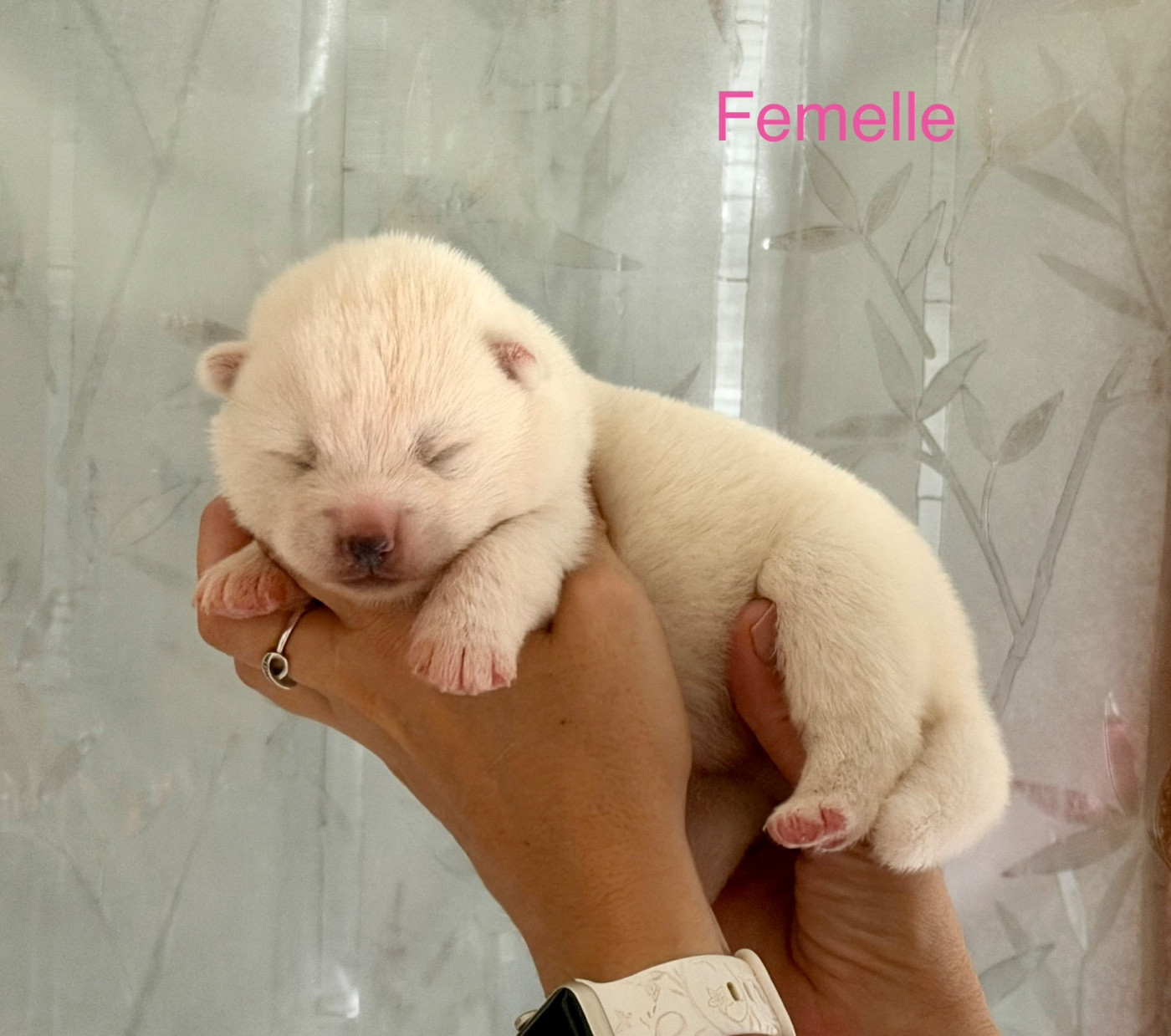 Tenshi Sakura Ai - Chiots disponibles - Akita