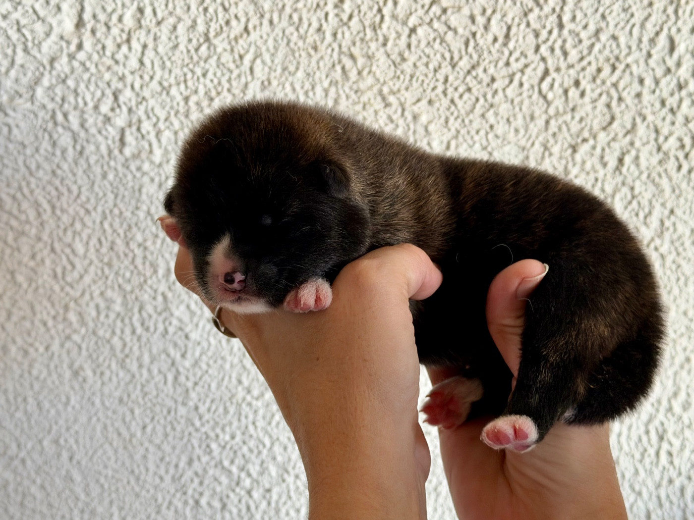 Tenshi Sakura Ai - Chiots disponibles - Akita
