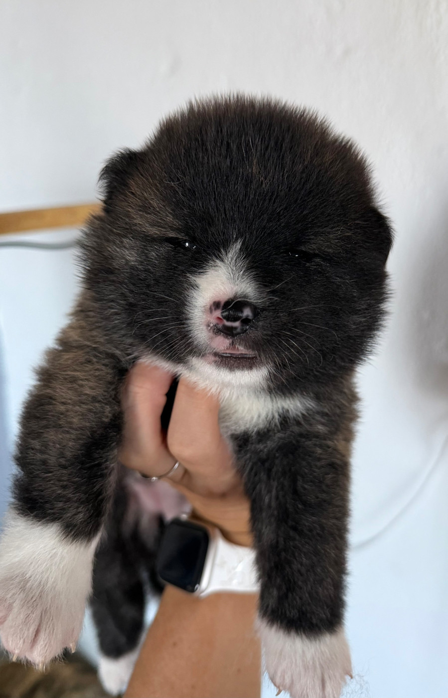 Tenshi Sakura Ai - Chiots disponibles - Akita