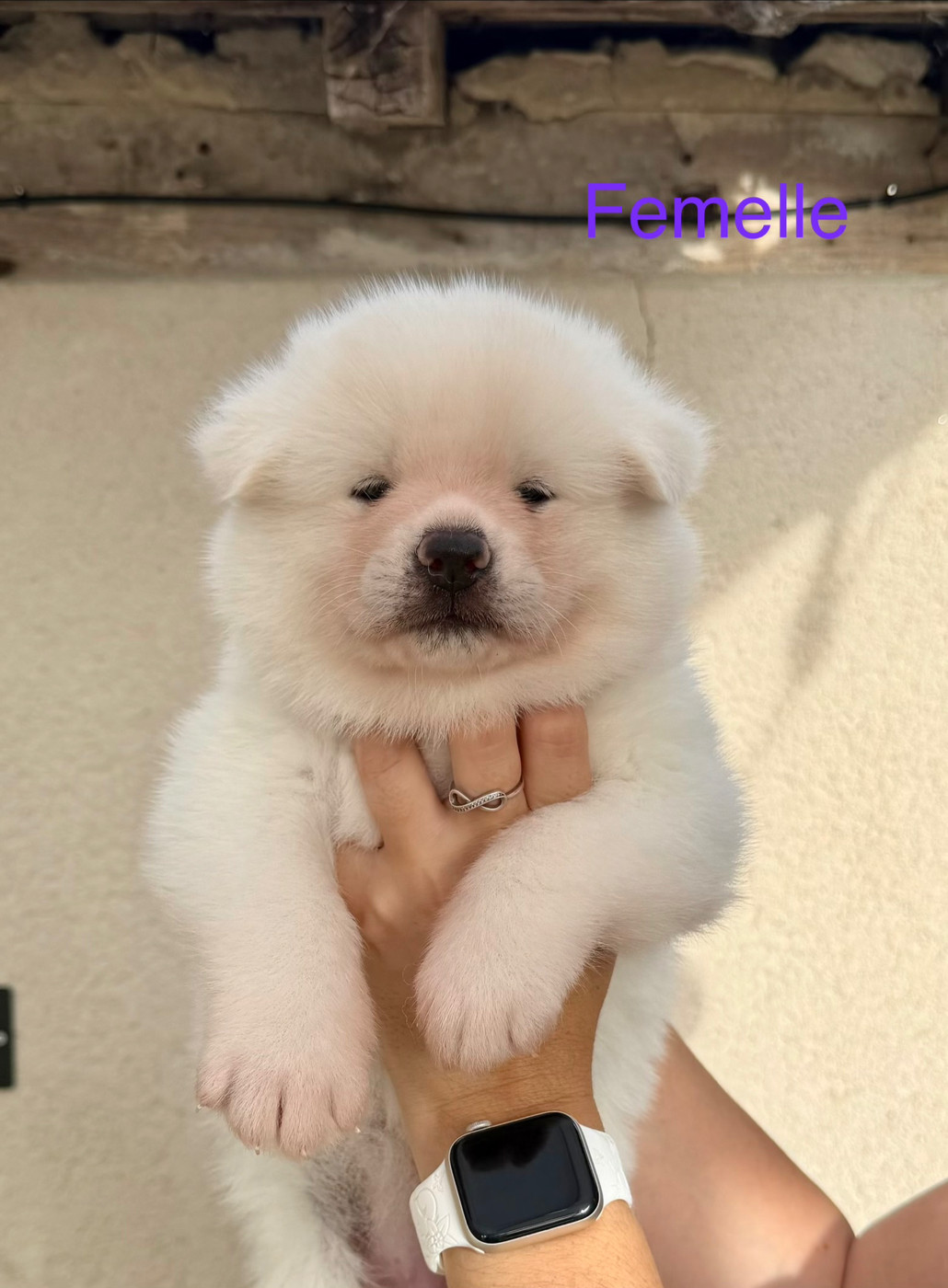 Tenshi Sakura Ai - Chiots disponibles - Akita