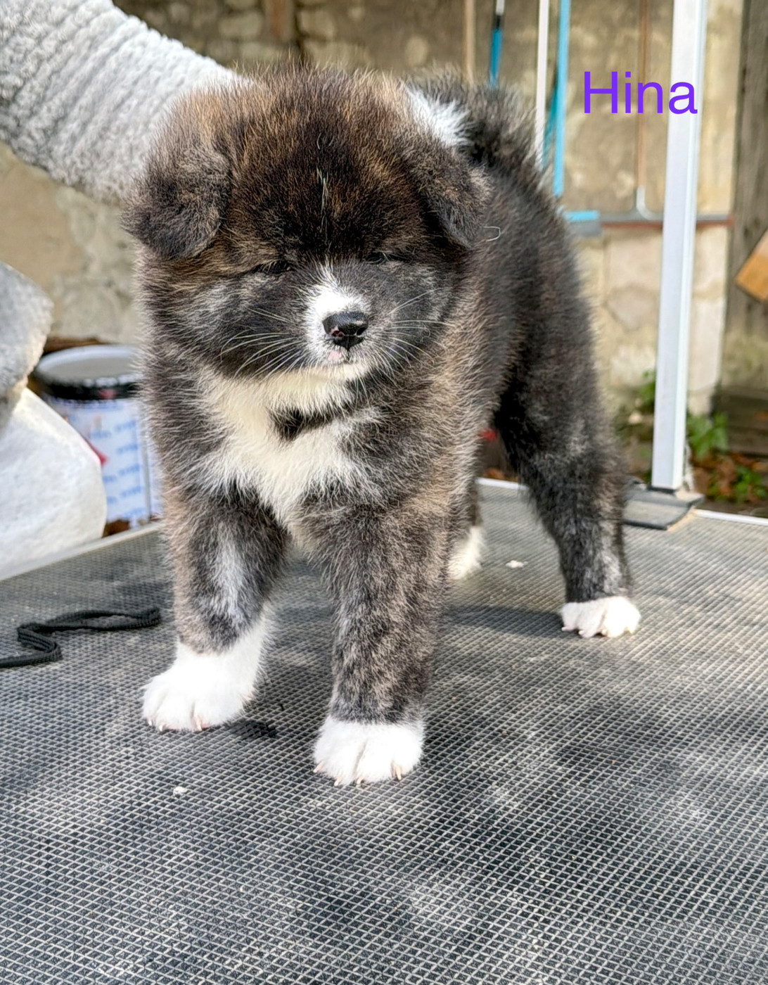Tenshi Sakura Ai - Chiots disponibles - Akita