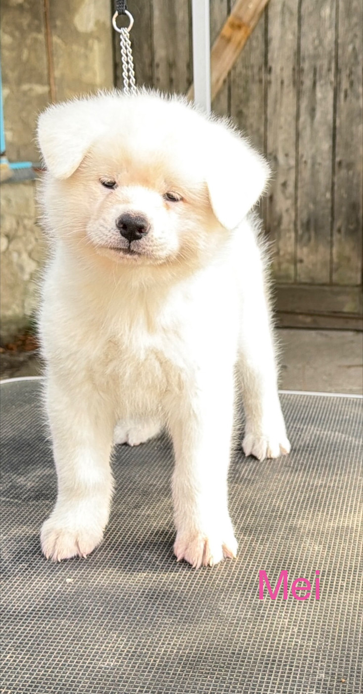 Tenshi Sakura Ai - Chiots disponibles - Akita