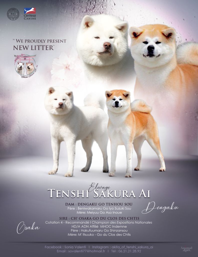 Tenshi Sakura Ai - Akita - Portée née le 01/12/2022